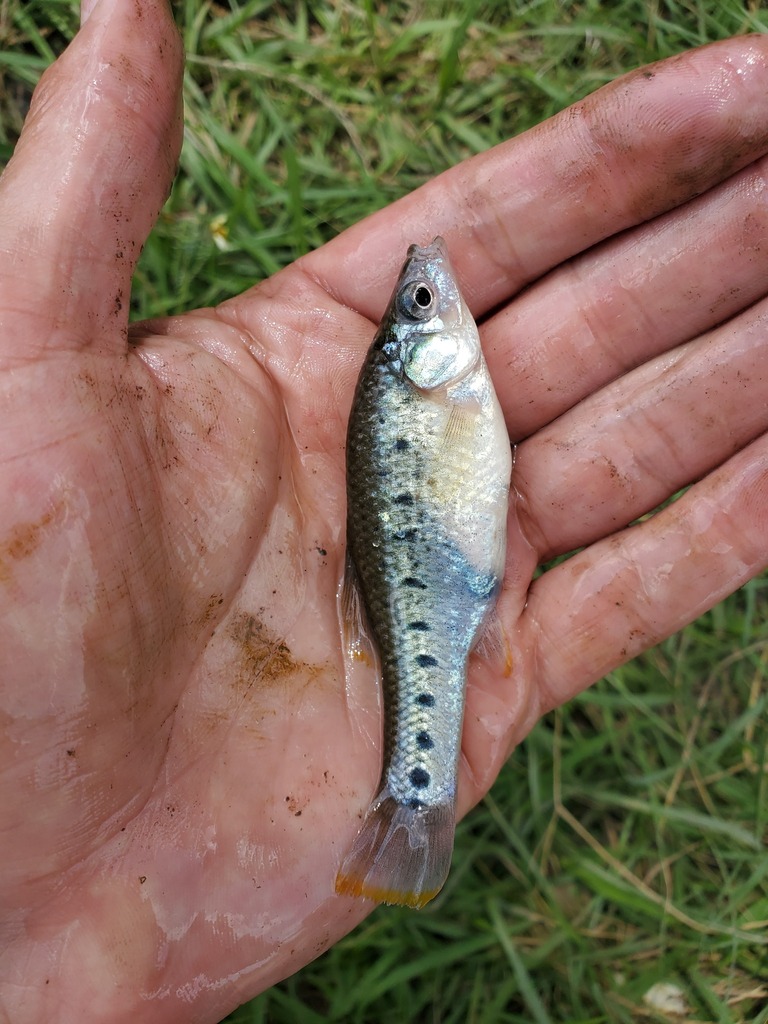 Barred Splitfin in September 2022 by Ricardo Arredondo T. · iNaturalist