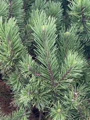 Pinus rigida
