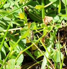 Pilosella caespitosa