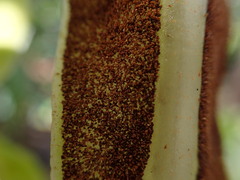 Elaphoglossum crassicaule