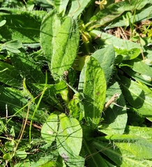 Pilosella caespitosa