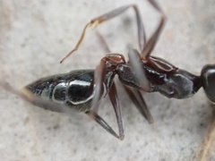 Odontomachus haematodus