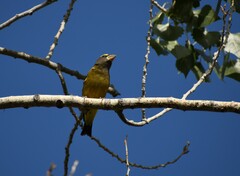 Coccothraustes vespertinus