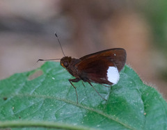 Cobalus virbius hersilia