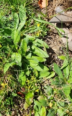 Pilosella caespitosa