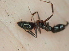 Odontomachus haematodus