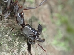 Odontomachus haematodus