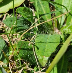 Pilosella caespitosa