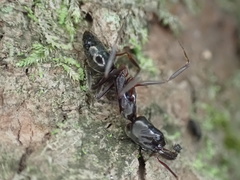 Odontomachus haematodus