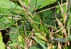 Pilosella caespitosa