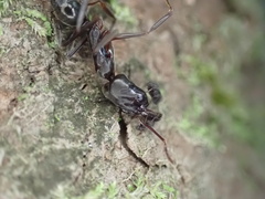 Odontomachus haematodus