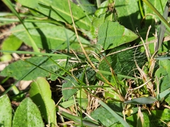 Pilosella caespitosa