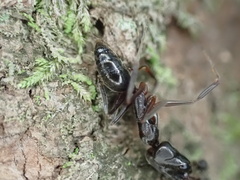 Odontomachus haematodus