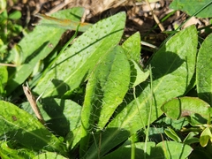Pilosella caespitosa