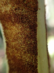 Elaphoglossum crassicaule