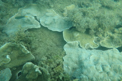 Montipora