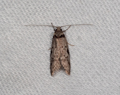 Philobota transversella