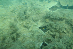 Montipora