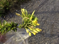 Oenothera oakesiana