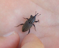 Sphenophorus costipennis
