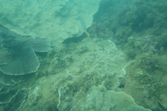 Lutjanus carponotatus