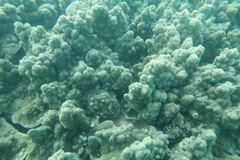 Montipora