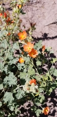 Sphaeralcea parvifolia