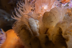 Pseudoceros canadensis