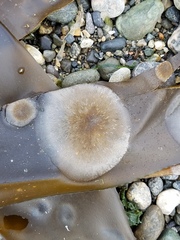 Membranipora membranacea