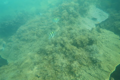 Abudefduf vaigiensis