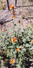 Sphaeralcea parvifolia