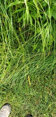 Carex vulpinoidea