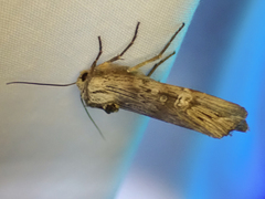 Lithomoia germana