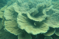 Montipora
