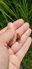 Carex bebbii
