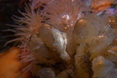 Pseudoceros canadensis