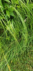 Carex bebbii