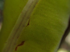 Elaphoglossum crassicaule