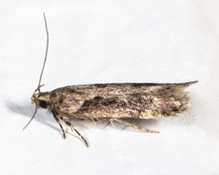 Chionodes mediofuscella