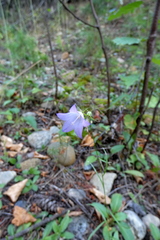Campanula rotundifolia