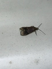 Eulogia ochrifrontella