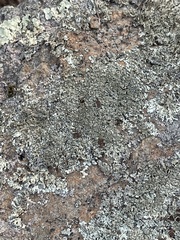 Xanthoparmelia conspersa