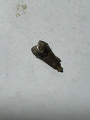 Eulogia ochrifrontella