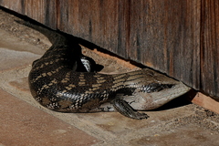 Tiliqua scincoides