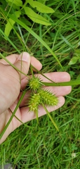 Carex lupulina