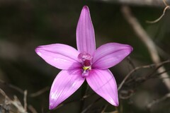 Elythranthera emarginata