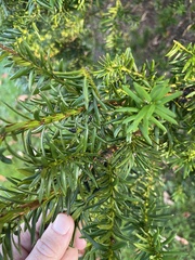 Taxus baccata
