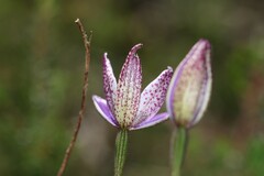 Elythranthera emarginata