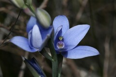 Thelymitra crinita
