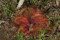 Drosera collina